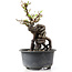 Pyracantha, 13 cm, ± 8 years old