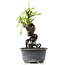 Pyracantha, 16 cm, ± 8 years old