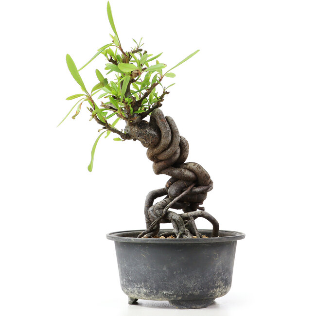 Pyracantha, 16 cm, ± 8 jaar oud