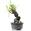 Pyracantha, 16 cm, ± 8 years old