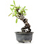 Pyracantha, 16 cm, ± 8 years old