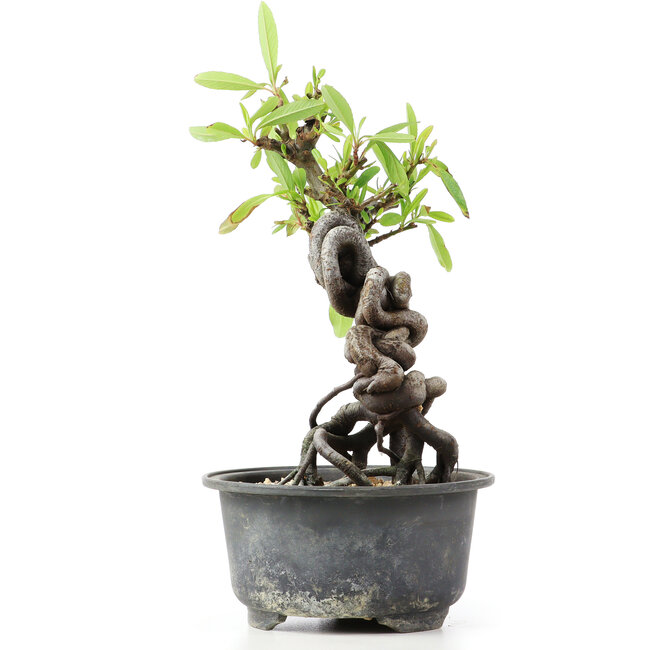 Pyracantha, 16 cm, ± 8 years old