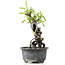 Pyracantha, 16 cm, ± 8 Jahre alt