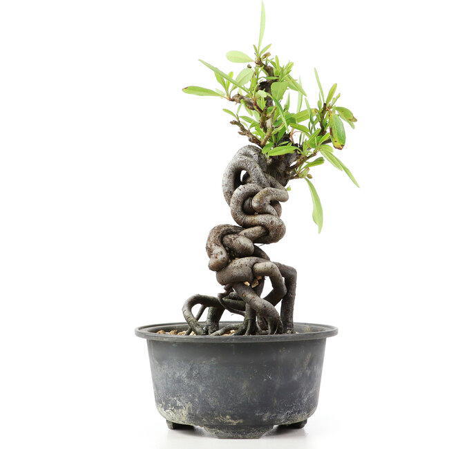 Pyracantha, 16 cm, ± 8 years old