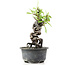 Pyracantha, 16 cm, ± 8 years old