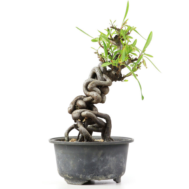 Pyracantha, 16 cm, ± 8 ans