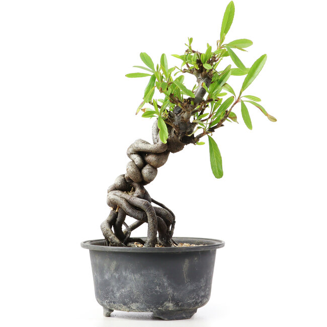 Pyracantha, 16 cm, ± 8 years old