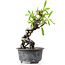 Pyracantha, 16 cm, ± 8 anni