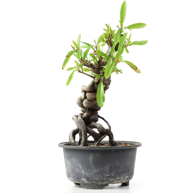 Pyracantha, 16 cm, ± 8 ans
