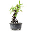 Pyracantha, 16 cm, ± 8 Jahre alt