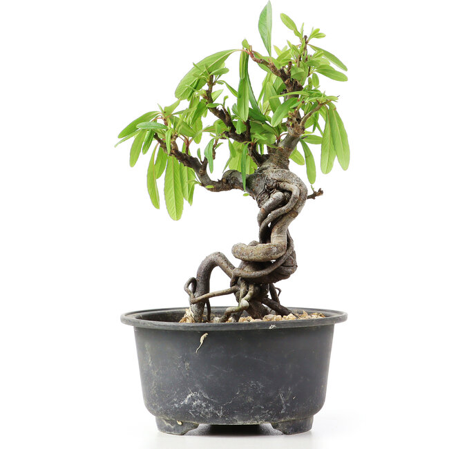 Pyracantha, 15 cm, ± 8 Jahre alt