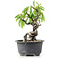 Pyracantha, 15 cm, ± 8 Jahre alt