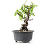 Pyracantha, 15 cm, ± 8 anni