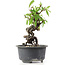 Pyracantha, 15 cm, ± 8 anni