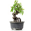 Pyracantha, 15 cm, ± 8 Jahre alt