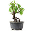 Pyracantha, 15 cm, ± 8 years old