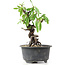 Pyracantha, 15 cm, ± 8 years old