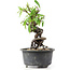 Pyracantha, 15 cm, ± 8 Jahre alt