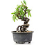 Pyracantha, 15 cm, ± 8 years old