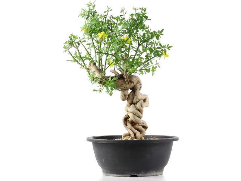 Jasminum nudiflorum, 42 cm, ± 10 jaar oud, met gele bloemen