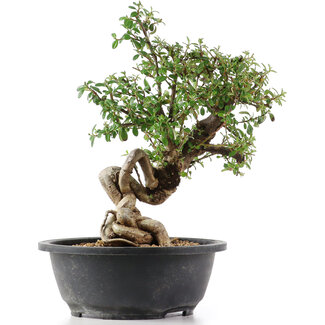 Cotoneaster horizontalis, 33 cm, ± 9 anni