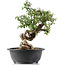 Cotoneaster horizontalis, 33 cm, ± 9 jaar oud