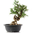 Cotoneaster horizontalis, 33 cm, ± 9 jaar oud