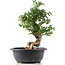 Cotoneaster horizontalis, 33 cm, ± 9 Jahre alt