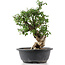 Cotoneaster horizontalis, 33 cm, ± 9 jaar oud