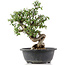 Cotoneaster horizontalis, 33 cm, ± 9 jaar oud