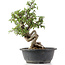 Cotoneaster horizontalis, 33 cm, ± 9 jaar oud