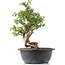 Cotoneaster horizontalis, 33 cm, ± 9 jaar oud