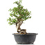 Cotoneaster horizontalis, 33 cm, ± 9 years old