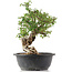 Cotoneaster horizontalis, 33 cm, ± 9 jaar oud