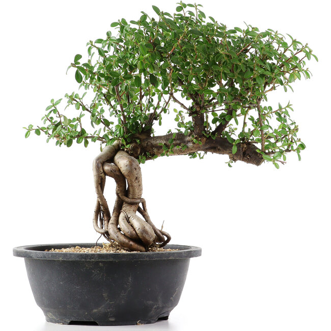 Cotoneaster horizontalis, 32 cm, ± 9 Jahre alt