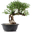 Cotoneaster horizontalis, 32 cm, ± 9 Jahre alt