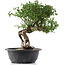 Cotoneaster horizontalis, 32 cm, ± 9 years old
