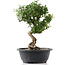 Cotoneaster horizontalis, 32 cm, ± 9 jaar oud