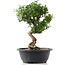 Cotoneaster horizontalis, 32 cm, ± 9 years old