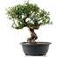 Cotoneaster horizontalis, 32 cm, ± 9 Jahre alt