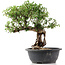 Cotoneaster horizontalis, 32 cm, ± 9 Jahre alt