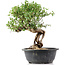 Cotoneaster horizontalis, 32 cm, ± 9 Jahre alt