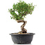 Cotoneaster horizontalis, 32 cm, ± 9 years old