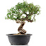 Cotoneaster horizontalis, 32 cm, ± 9 years old