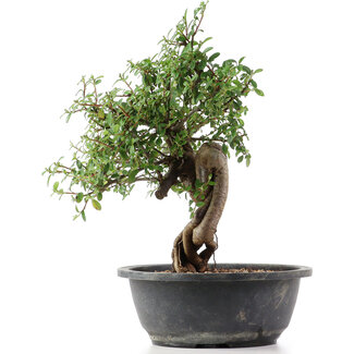 Cotoneaster horizontalis, 33 cm, ± 9 Jahre alt