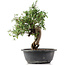 Cotoneaster horizontalis, 33 cm, ± 9 Jahre alt