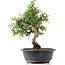 Cotoneaster horizontalis, 33 cm, ± 9 Jahre alt