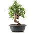 Cotoneaster horizontalis, 33 cm, ± 9 Jahre alt