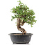 Cotoneaster horizontalis, 33 cm, ± 9 years old