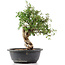 Cotoneaster horizontalis, 33 cm, ± 9 jaar oud